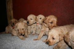 3621-55-1_25092012162333