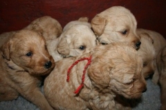 3622-55-1_25092012162333