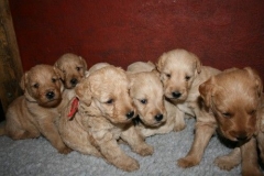 3623-55-1_25092012162333