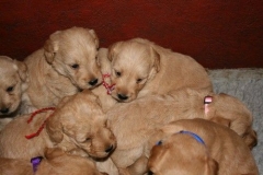 3627-55-1_25092012162334