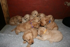 3629-55-1_25092012162334