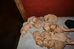 3633-55-1_25092012162335