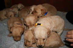 3635-55-1_25092012162335