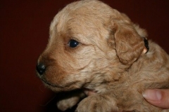 3637-55-1_25092012162335