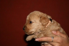 3638-55-1_25092012162335