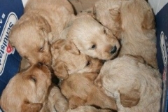 3644-55-1_25092012162336