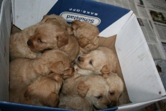 3647-55-1_25092012162336