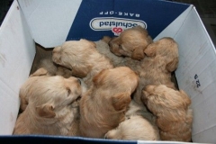 3648-55-1_25092012162336