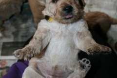 3650-55-1_26092012184820