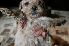 3651-55-1_26092012184820