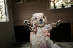 3652-55-1_26092012184820