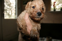 3654-55-1_26092012184820