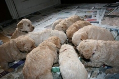 3655-55-1_26092012184820