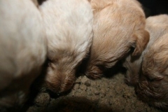 3662-55-1_26092012184820