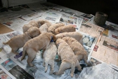 3663-55-1_26092012184820