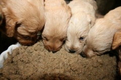 3665-55-1_26092012184821