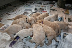 3666-55-1_26092012184821