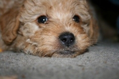 3672-55-1_17102012180517