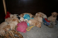 3675-55-1_17102012180517