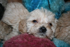 3676-55-1_17102012180517