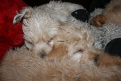 3677-55-1_17102012180517