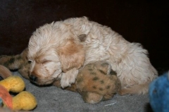 3678-55-1_17102012180517