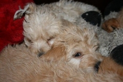 3680-55-1_17102012180517