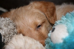 3681-55-1_17102012180517