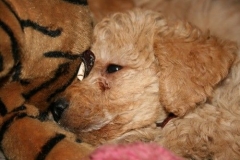 3683-55-1_17102012180518