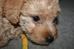 3684-55-1_17102012180518