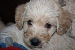 3685-55-1_17102012180518