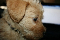 3687-55-1_17102012180518