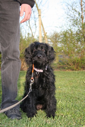 Labradoodle - billeder / historier labradoodle hvalpe - Specialdogs