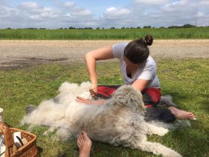 Trimning af Labradoodle F1 hos Specialdogs