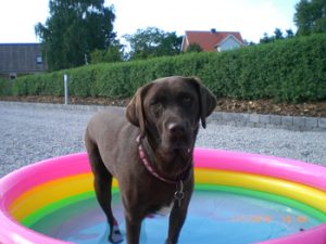 "Molly" datter af Kenzo og Mille feb. 09.