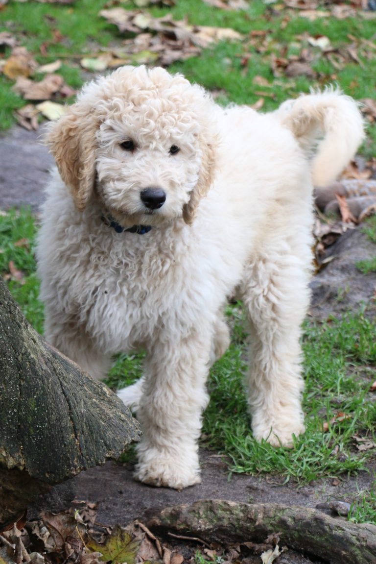 Tesla's mellem Flatdoodle F1B født den 24.7.2017 – Specialdogs