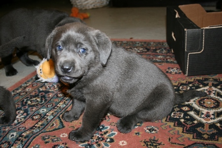 Audi's BLÅ Labrador – Specialdogs