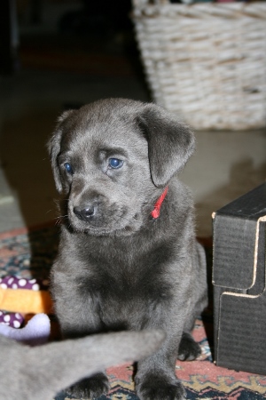 Audi's BLÅ Labrador – Specialdogs