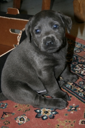 Audi's BLÅ Labrador – Specialdogs