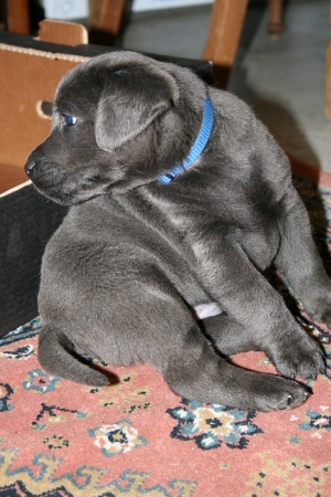 Audi's BLÅ Labrador – Specialdogs