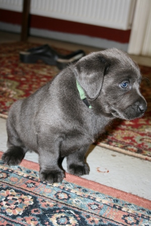 Audi's BLÅ Labrador – Specialdogs