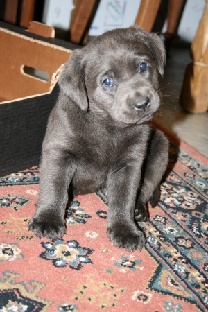 hvid genetisk Portico Audi's BLÅ Labrador – Specialdogs