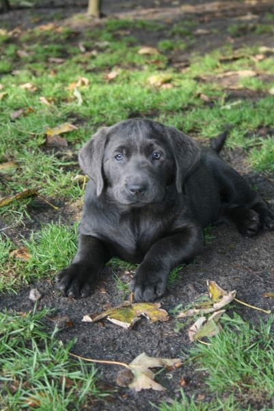 Honda's blå Labrador – Specialdogs