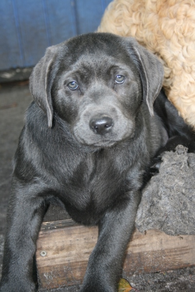Honda's blå Labrador – Specialdogs