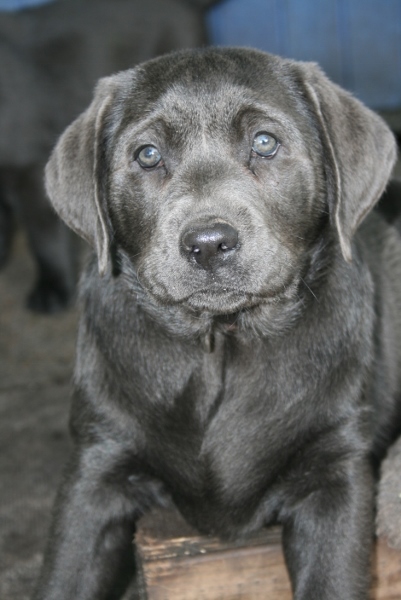Honda's blå Labrador – Specialdogs