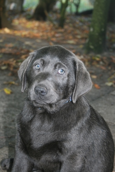 Honda's blå Labrador – Specialdogs