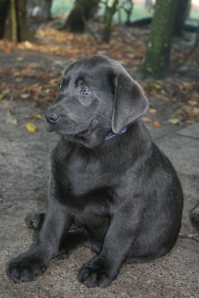 Honda's blå Labrador – Specialdogs