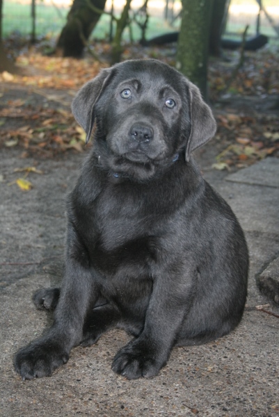 Honda's blå Labrador – Specialdogs