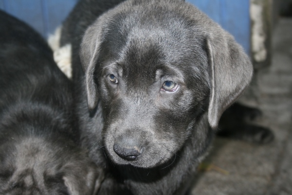 Honda's blå Labrador – Specialdogs