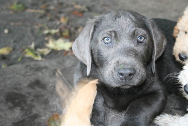 Honda's blå Labrador – Specialdogs